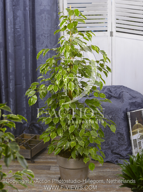 botanic stock photo Ficus
