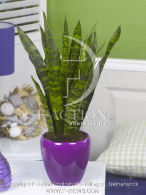 botanic stock photo Sanseveria