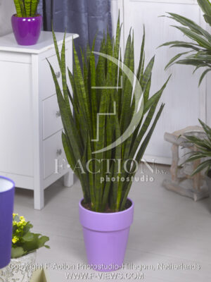 botanic stock photo Sanseveria