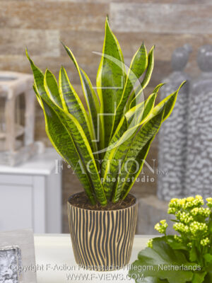 botanic stock photo Sanseveria