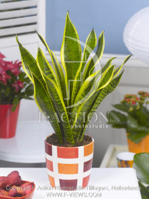 botanic stock photo Sanseveria