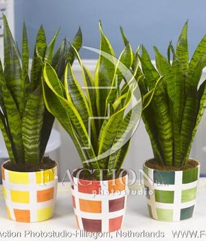 botanic stock photo Sanseveria