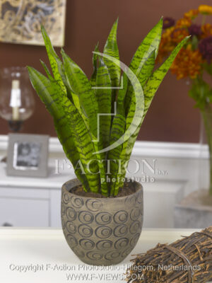 botanic stock photo Sanseveria