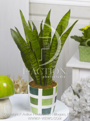 botanic stock photo Sanseveria