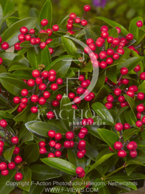 botanic stock photo Skimmia