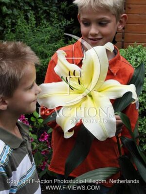 botanic stock photo Lilium