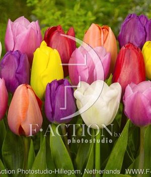 botanic stock photo Tulipa