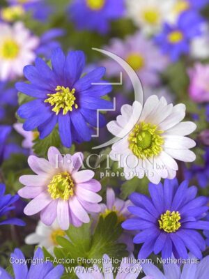 botanic stock photo Anemone