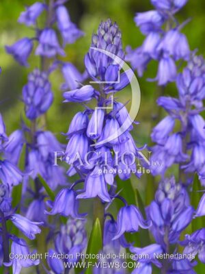 botanic stock photo Hyacinthoides