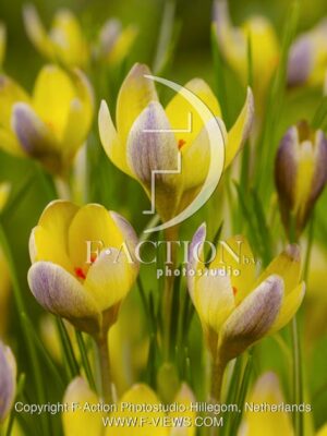 botanic stock photo Crocus