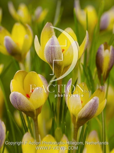 botanic stock photo Crocus