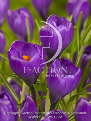 botanic stock photo Crocus