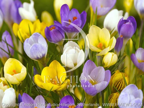botanic stock photo Crocus