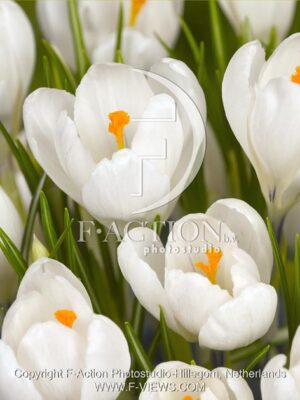 botanic stock photo Crocus