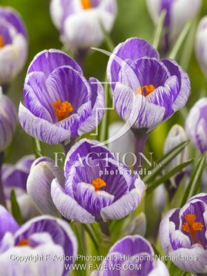 botanic stock photo Crocus