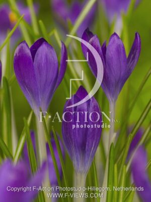 botanic stock photo Crocus