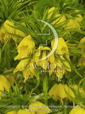 botanic stock photo Fritillaria