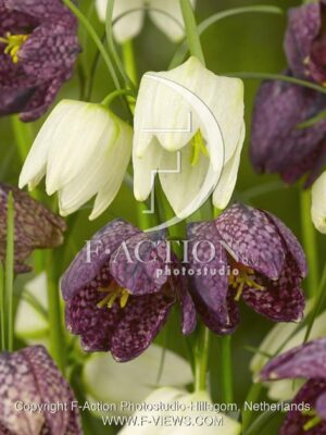 botanic stock photo Fritillaria