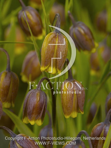 botanic stock photo Fritillaria