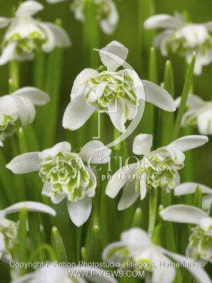 botanic stock photo Galanthus