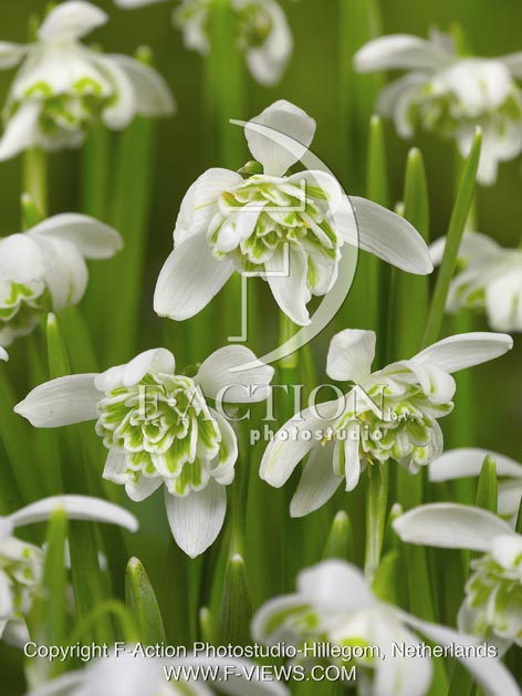 botanic stock photo Galanthus