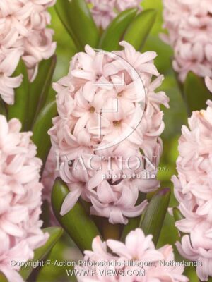 botanic stock photo Hyacinthus