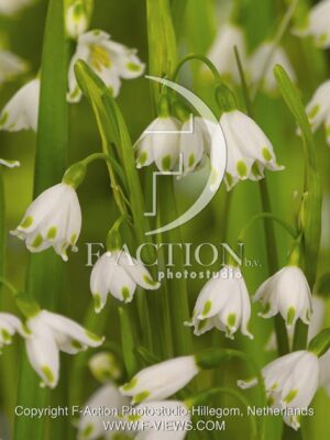 botanic stock photo Leucojum