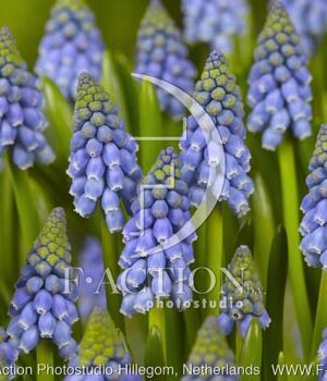 botanic stock photo Muscari
