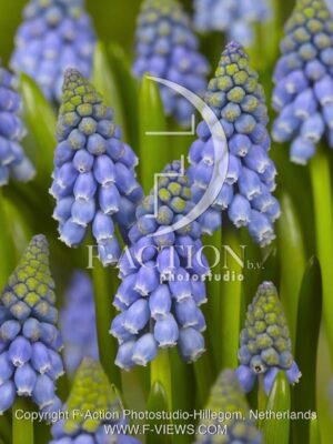 botanic stock photo Muscari