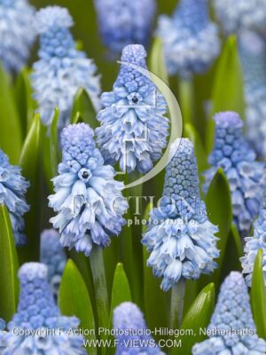 botanic stock photo Muscari