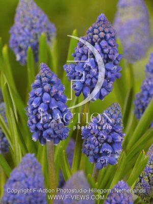 botanic stock photo Muscari