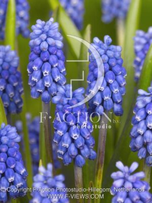 botanic stock photo Muscari