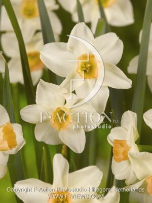botanic stock photo Narcissus