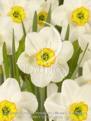 botanic stock photo Narcissus