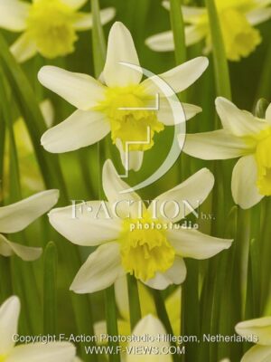 botanic stock photo Narcissus