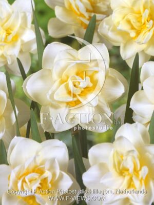 botanic stock photo Narcissus