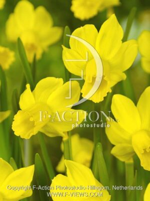 botanic stock photo Narcissus