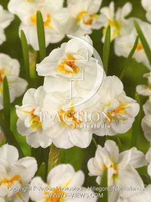 botanic stock photo Narcissus