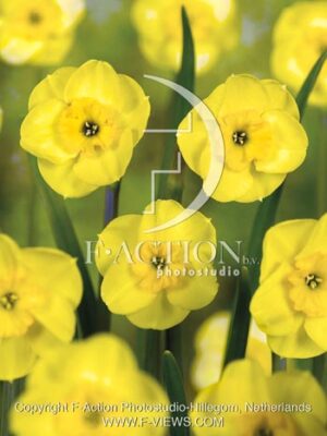 botanic stock photo Narcissus