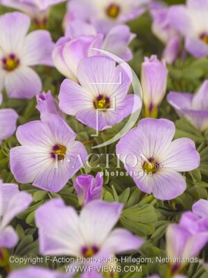 botanic stock photo Oxalis