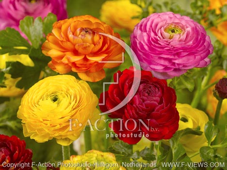 botanic stock photo Ranunculus