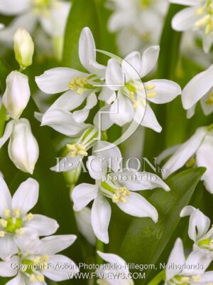 botanic stock photo Scilla