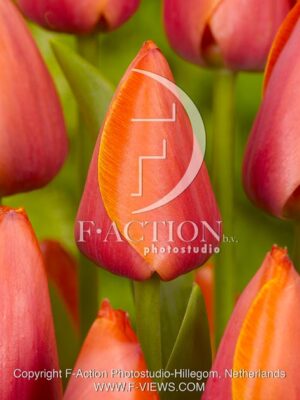 botanic stock photo Tulipa