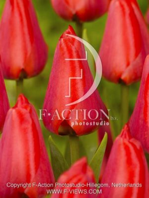 botanic stock photo Tulipa