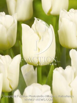 botanic stock photo Tulipa