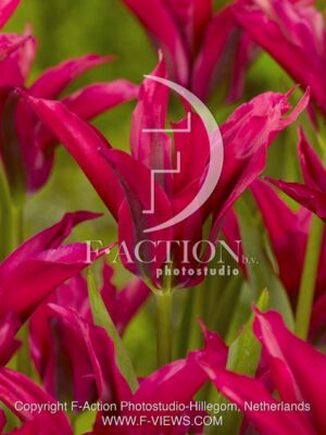 botanic stock photo Tulipa