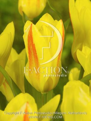 botanic stock photo Tulipa
