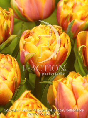 botanic stock photo Tulipa
