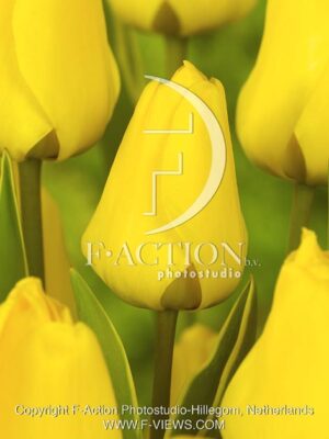 botanic stock photo Tulipa