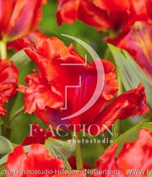 botanic stock photo Tulipa